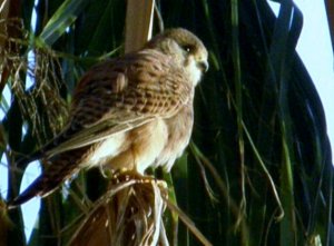 Kestrel