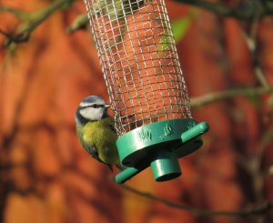 Blue tit on feeder