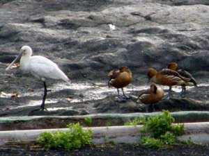 Spoonbill & FulvousWhistling Ducks