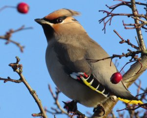 Waxwing