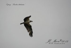 Osprey