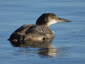 Great Northern Diver