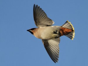 Waxwing