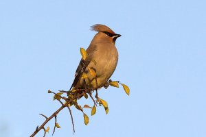 Waxwing