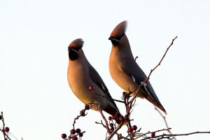 Waxwings