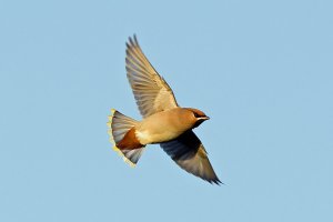 Waxwing