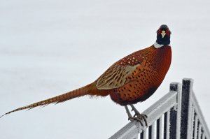 Pheasant on Railing