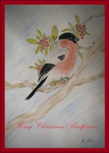 Bullfinch wishes a Merry Christmas