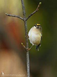 Goldcrest