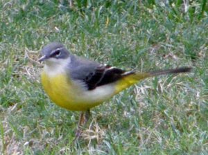 Canary Isles Grey wagtail