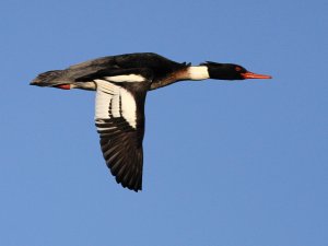 Red-breasted Merganser