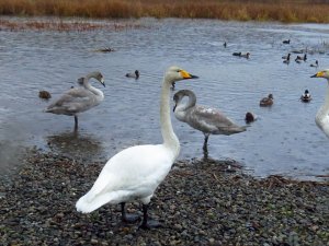 Whooper Swan