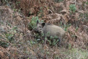 Wild Boar