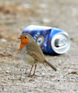 Birds and Booze