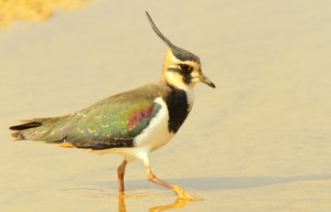 Northern Lapwing