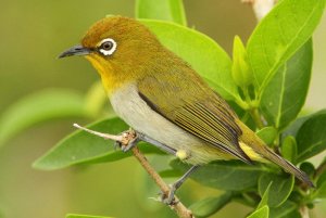 Japanese White Eye