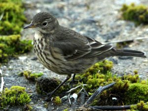 American Buff-bellied Pipit