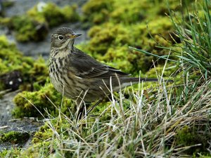 American Buff-bellied Pipit