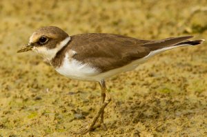 Ringed Plover