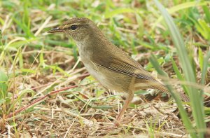 Japanese Bush Warbler