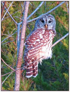 Barred Owl