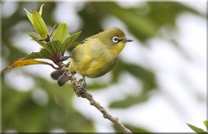 Cape White-eye