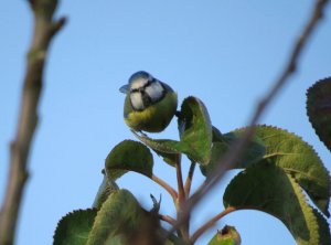 Blue tit