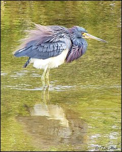 ............ Tricolor Heron..........