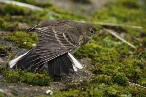 Buff-bellied Pipit, Berkshire