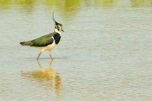 Northern Lapwing