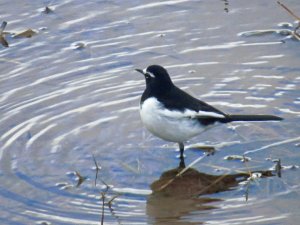 Japanese Wagtail