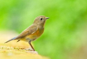 Red Flanked Bluetail ( female )