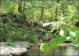 .......... Great Blue fishing in the creek .......