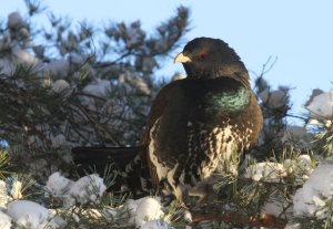 Winter capercaillie