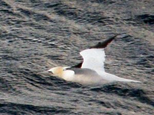 Gannet