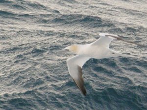 Gannet