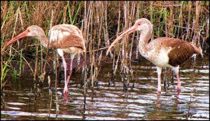 ......Juvenile American White Ibis ...........