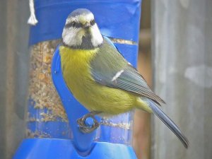 Blue Tit