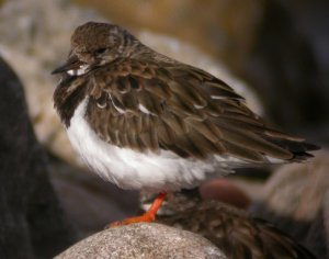 Turnstone