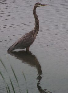 Great Blue Heron