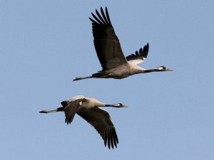 Pair of Common Cranes