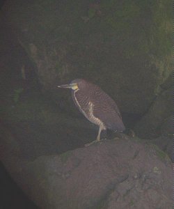 Fasciated Tiger-Heron