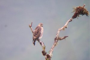 Broad-winged Hawk