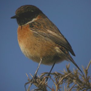 Stonechat