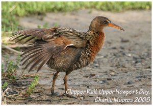 Clapper Rail, early morning