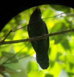 Yellow-billed Nunbird