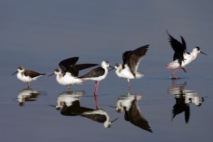 Black winged stilt