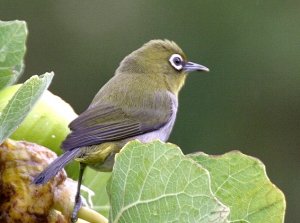 Cape white-eye