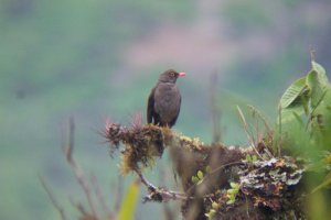 Great Thrush