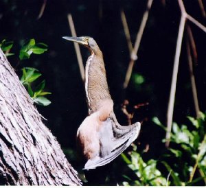 Bare-throated Tiger-Heron